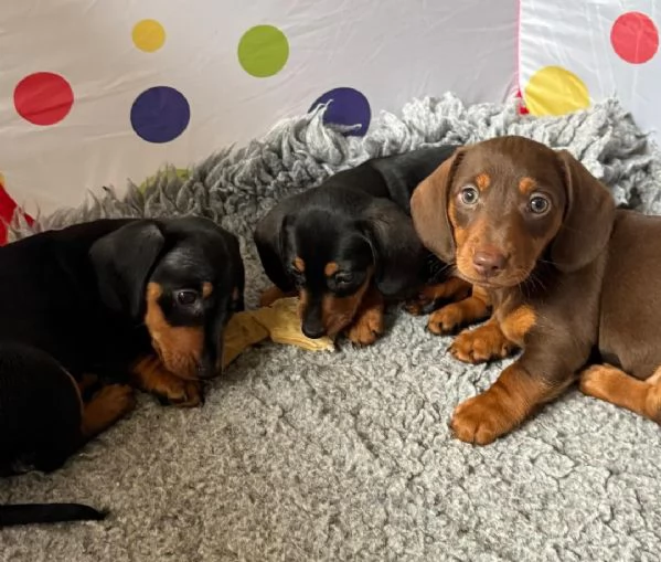 Bassotto cuccioli maschio e femmina