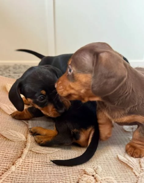 Bassotto cuccioli maschio e femmina | Foto 1