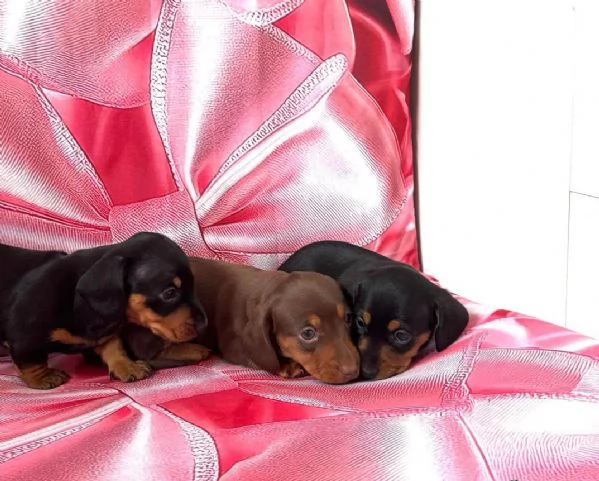 Bassotto cuccioli maschio e femmina | Foto 1