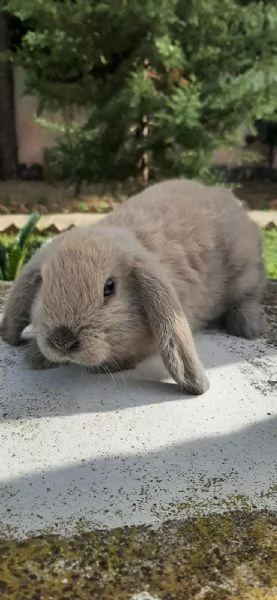 Vendo cuccioli di coniglio ariete 