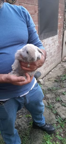 Vendo cuccioli di coniglio ariete  | Foto 3