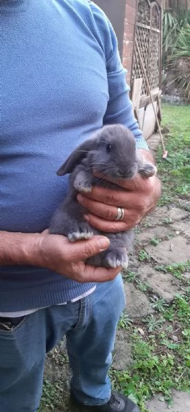 Vendo cuccioli di coniglio ariete  | Foto 2