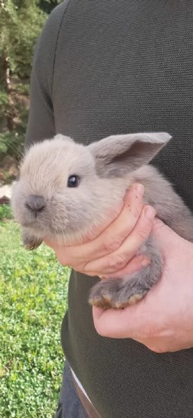Vendo cuccioli di coniglio ariete  | Foto 1