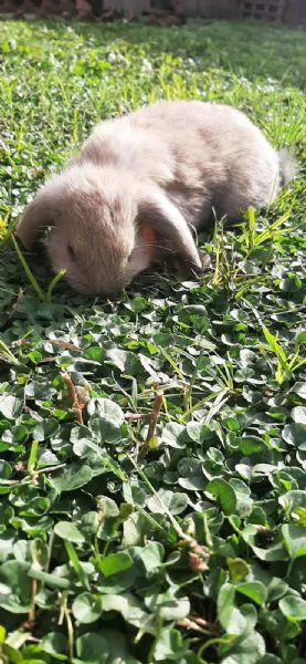 Vendo cuccioli di coniglio ariete  | Foto 0