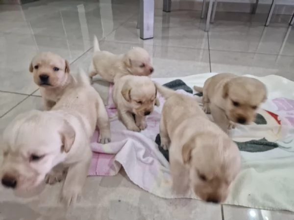  Cuccioli  di Labrador con pedigree 