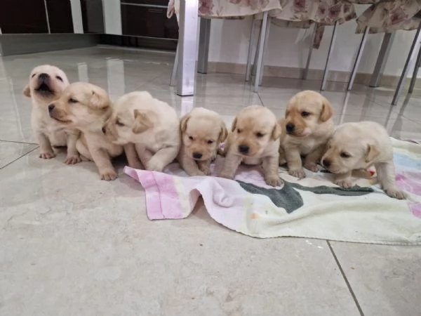  Cuccioli  di Labrador con pedigree  | Foto 0