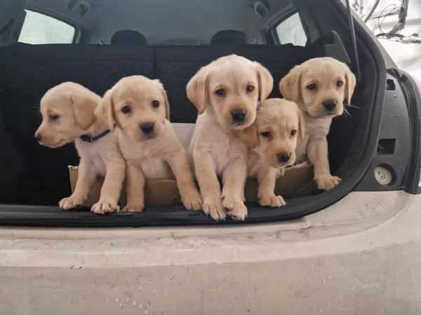  Cuccioli  di Labrador con pedigree  | Foto 4