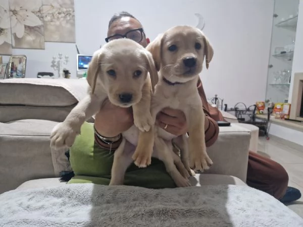  Cuccioli  di Labrador con pedigree  | Foto 3