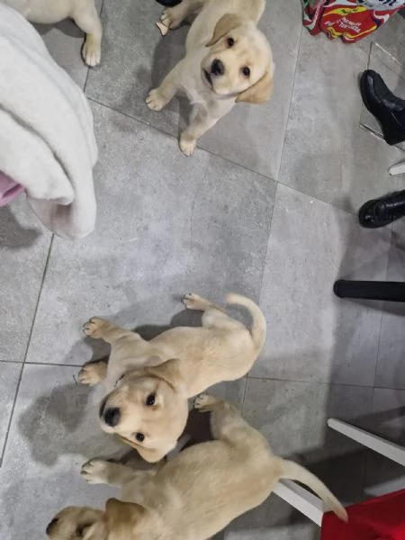  Cuccioli  di Labrador con pedigree  | Foto 0