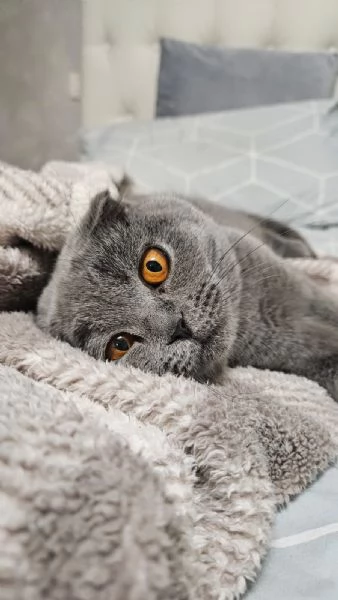 Coppia di scottish fold maschio femmina | Foto 1