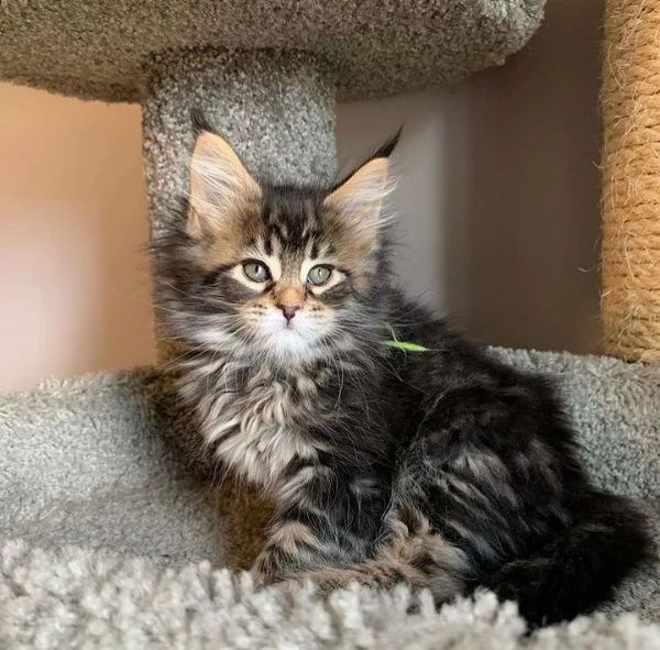 Maine Coon, Gattini di Razza Purezza  Disponibili Subito! | Foto 0