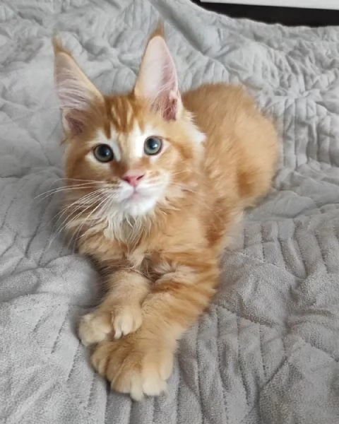 Cuccioli gatti Maine Coon!! | Foto 0