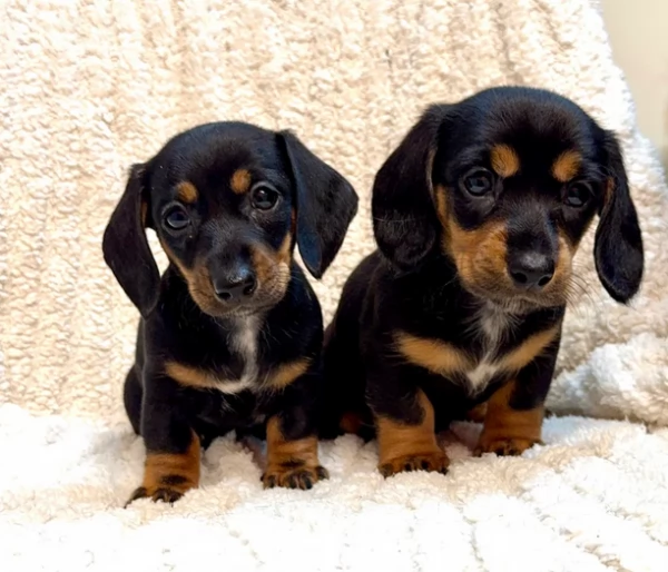 Cuccioli di bassott nan mini