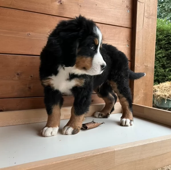Cucciole di bovaro del bernese