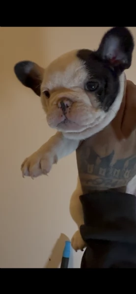 Cucciola Bulldog Francese 
