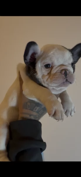 Cucciola Bulldog Francese  | Foto 0