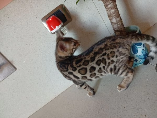 Gattini bengala  | Foto 0