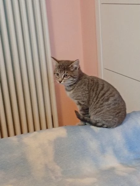 Gattino mix certosino  | Foto 1