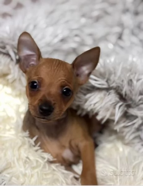 Pinscher nano | Foto 0
