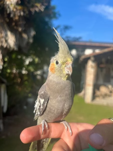 Calopsite 3/4 mesi allevata a mano