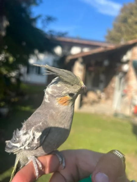 Calopsite 3/4 mesi allevata a mano | Foto 1