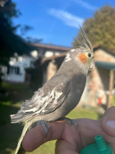 Calopsite 3/4 mesi allevata a mano | Foto 0