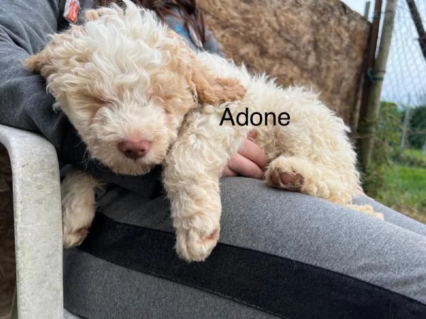 Lagotto Ronagnolo | Foto 3