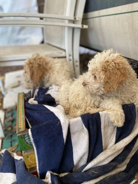 Lagotto Ronagnolo | Foto 2