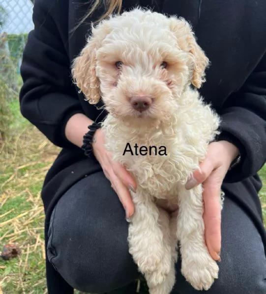 Lagotto Ronagnolo | Foto 1