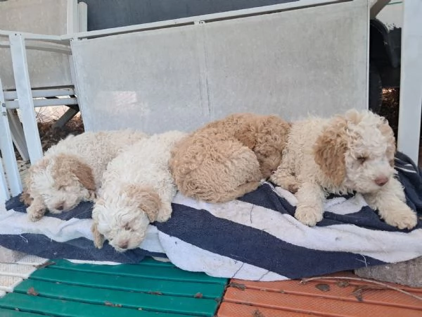 Lagotto Ronagnolo | Foto 0