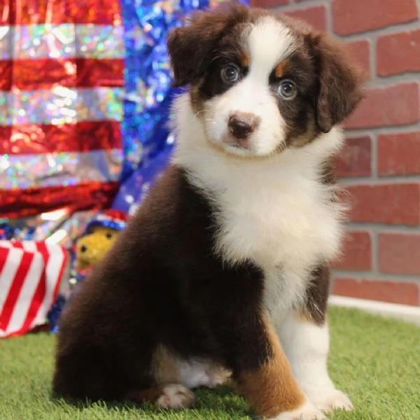 Australian Shepherd (cuccioli maschio e femmina)