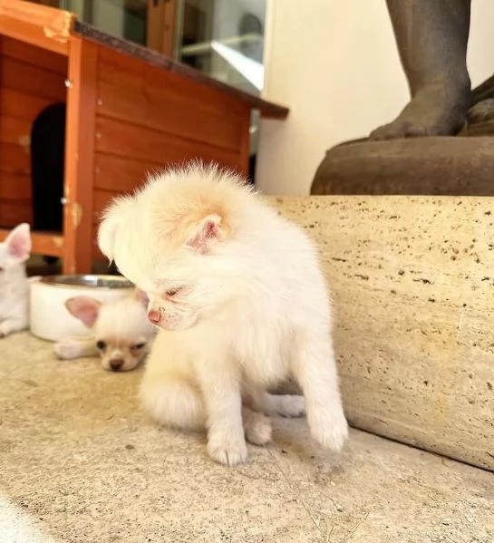 Chihuahua Toy (cuccioli maschio e femmina)