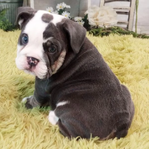 Bulldog Inglese (cuccioli maschio e femmina)