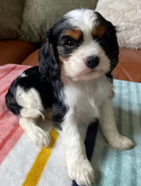 Cavalier King Charles (cuccioli maschio e femmina) | Foto 0