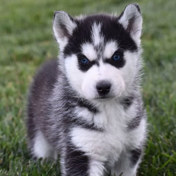 Siberian Husky (cuccioli maschio e femmina)