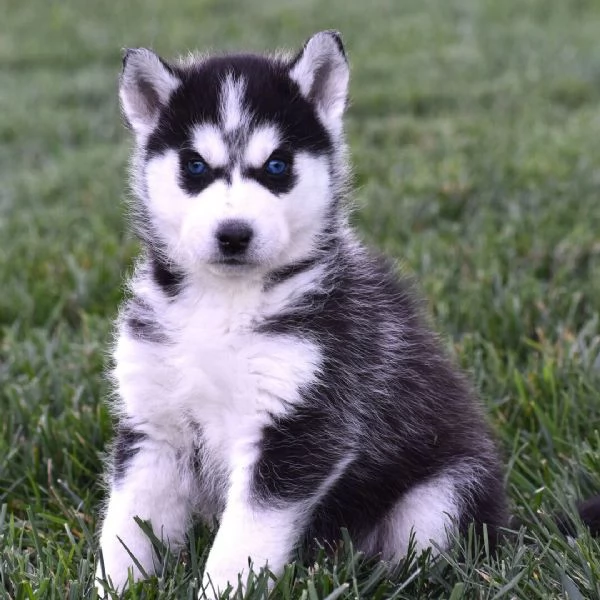 Siberian Husky (cuccioli maschio e femmina) | Foto 0