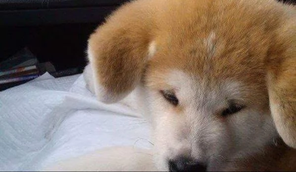 Akita inu (cuccioli maschio e femmina) | Foto 0