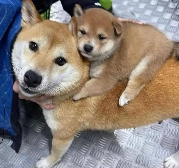 Akita inu (cuccioli maschio e femmina)