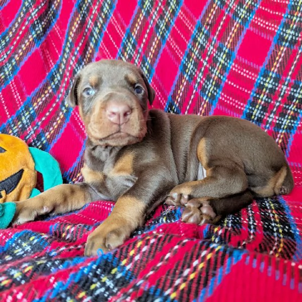 Dobermann (cuccioli maschio e femmina) | Foto 0