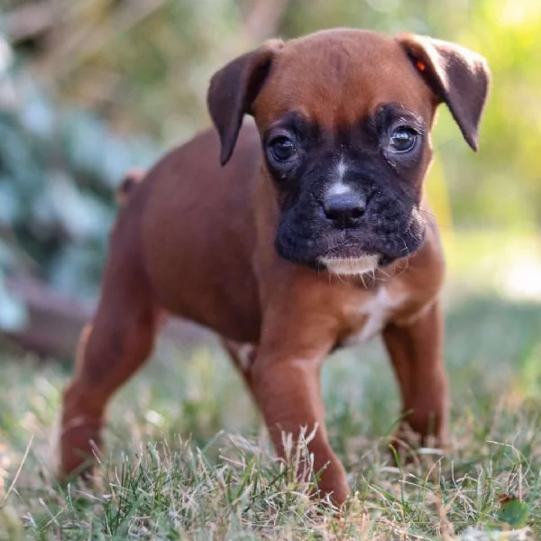Boxer (cuccioli maschio e femmina) | Foto 0