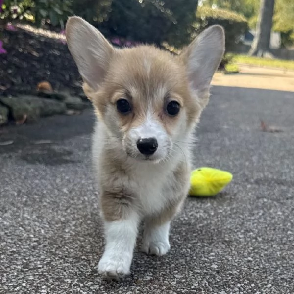 Welsh Corgi (cuccioli maschio e femmina) | Foto 0