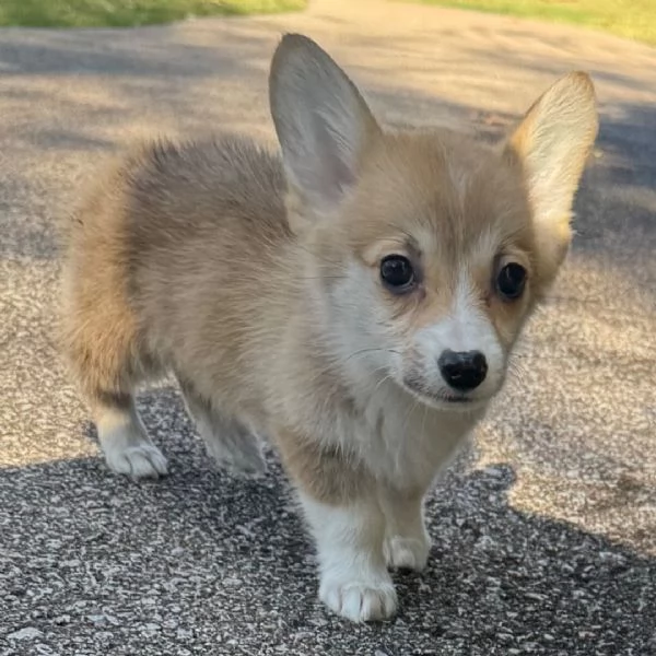 Welsh Corgi (cuccioli maschio e femmina)