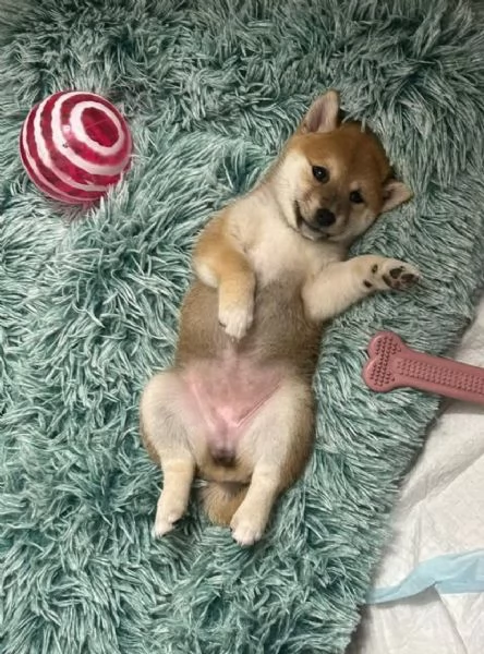 Shiba Inu (cuccioli maschio e femmina) | Foto 2
