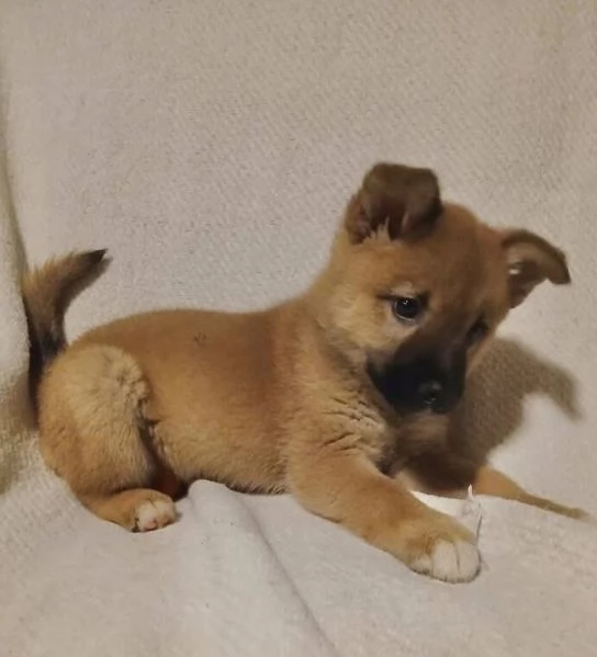 Shiba Inu (cuccioli maschio e femmina)