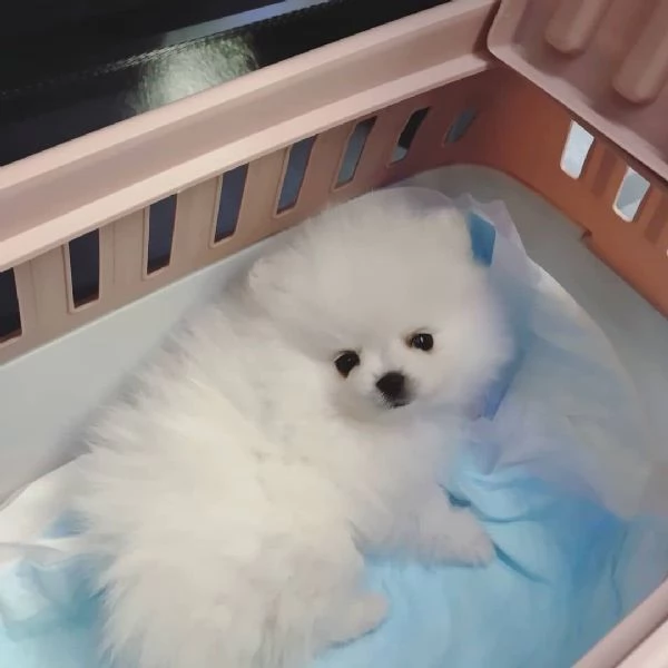  Pomeranian toy (cuccioli maschio e femmina) | Foto 0