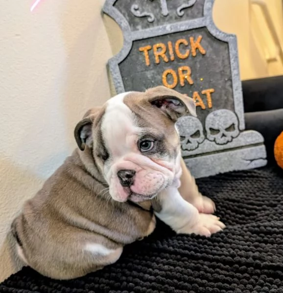 Bulldog inglese  (cuccioli maschio e femmina)