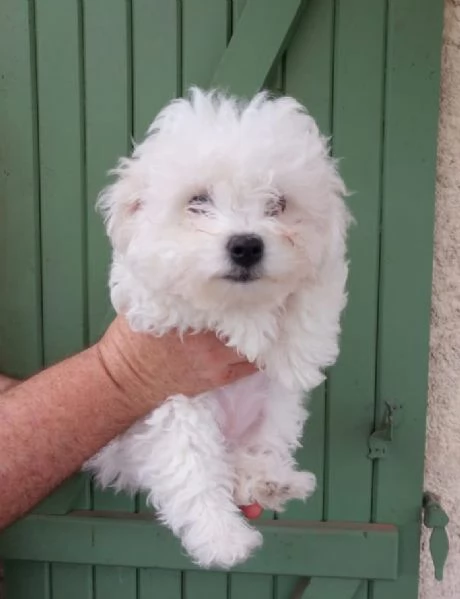 Bolognese (cuccioli maschio e femmina)