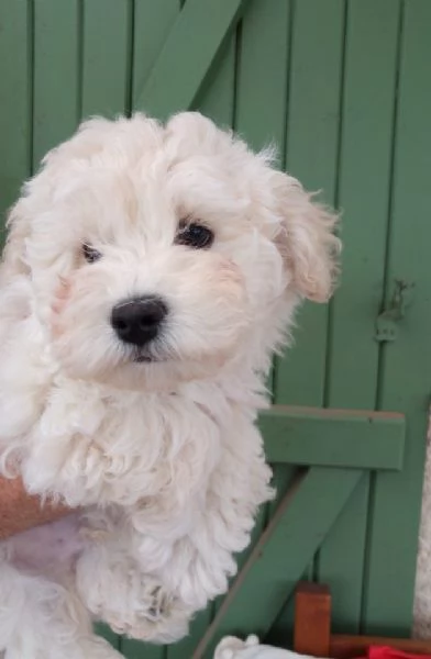Bolognese (cuccioli maschio e femmina) | Foto 1