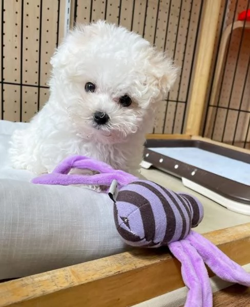 Bolognese (cuccioli maschio e femmina) | Foto 0