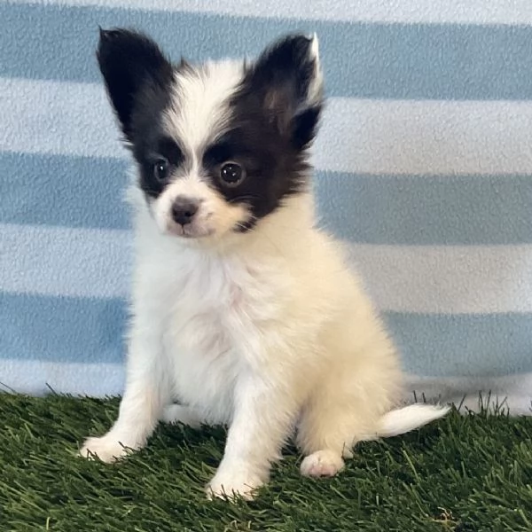 Papillon (cuccioli maschio e femmina)